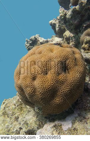 Colorful Coral Reef At The Bottom Of Tropical Sea, Great Favites Abdita Coral, Underwater Landscape