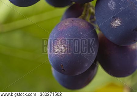 The Bunch Of Grapes Is Affected By Powdery Mildew.