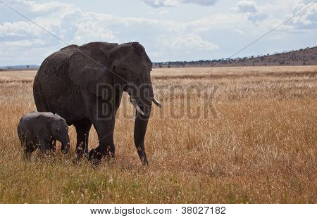 Elephants on the Move