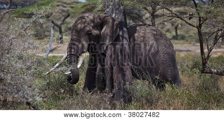 Elephant and Acacia