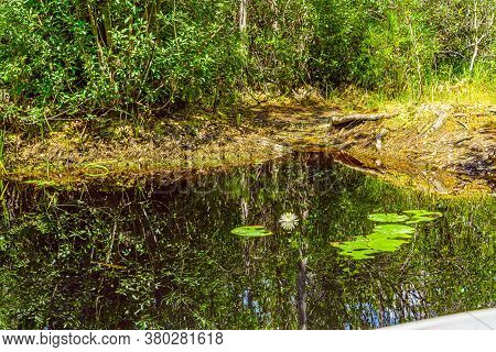 Forest Swamp Land In Okefenokee Swamp Park, Southern Georgia.