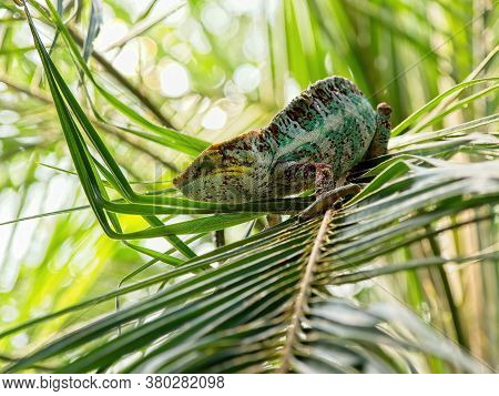 Chameleon In A Palm Tree