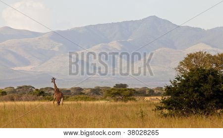 Krajobraz Serengeti