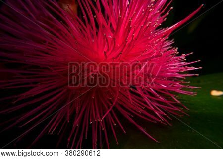 Its Common Names Include Red Watery Rose Apple Flower