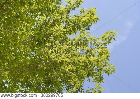 Boxelder Maple - Latin Name - Acer Negundo