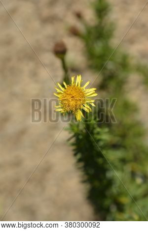 Golden Samphire Flower - Latin Name - Limbarda Crithmoides (inula Crithmoides)