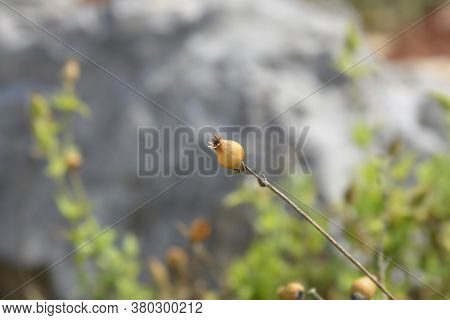 Unusual Campion Seed Pod - Latin Name - Silene Paradoxa
