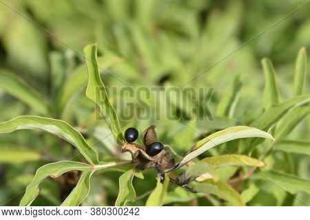 Coral Peony Seeds - Latin Name - Paeonia Mascula