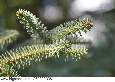 Spanish Fir Branch - Latin Name - Abies Pinsapo