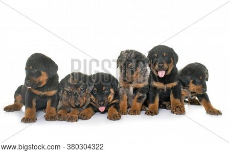 Beauceron Puppies In Front Of White Background