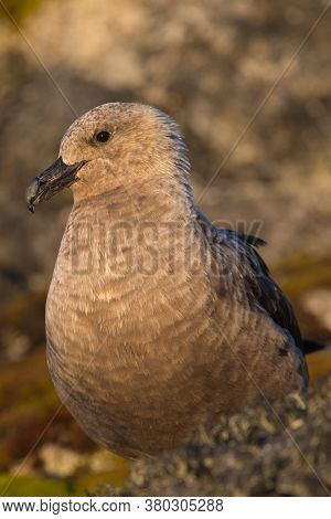 Portrait Of South Polar Skua Stercorarius Maccormicki In Antarctica