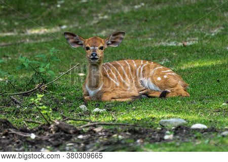 A Young Baby Nyala. Tragelaphus Angasii Is A Spiral-horned Antelope Native To Southern Africa. It Is