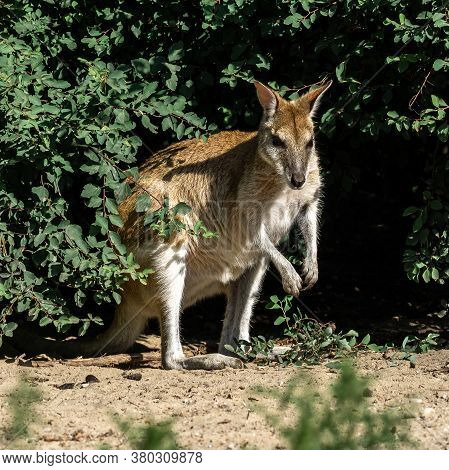 The Agile Wallaby, Macropus Agilis Also Known As The Sandy Wallaby Is A Species Of Wallaby Found In 