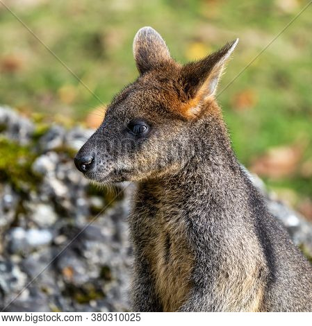Swamp Wallaby, Wallabia Bicolor, Is One Of The Smaller Kangaroos. This Wallaby Is Also Commonly Know