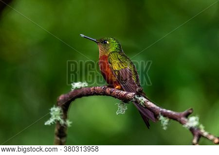 Hummingbird(trochilidae)flying Gems Ecuador Costa Rica Panama.south America.