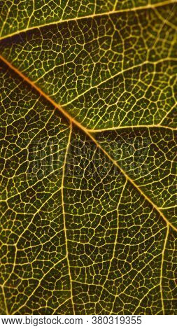 Dark Natural Vertical Wallpaper For A Mobile Phone. Leaf Of A Fruit Shrub Close-up. Mosaic Pattern O