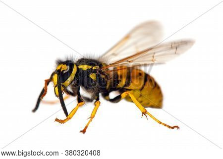 European Wasp German Wasp Or German Yellowjacket Isolateed On White Background In Latin Vespula Germ