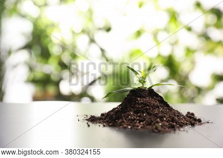 Pile Of Soil With Young Seedling On Table Against Blurred Background. Space For Text