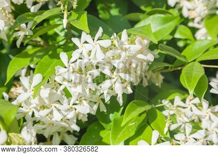 Trachelospermum jasminoides with white flowers