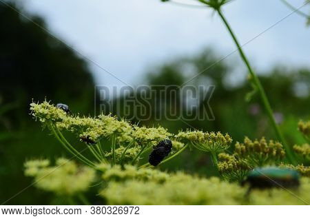 Flower Chafers Eating Nectar Of White Flower. Scarabaeidae Family.