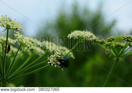 Flower Chafers Eating Nectar Of White Flower. Scarabaeidae Family.