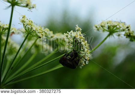 Flower Chafers Eating Nectar Of White Flower. Scarabaeidae Family.