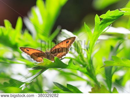 Brown Meadow Butterfly Looking Directly Ahead With Wings Extended While Resting On A Lush Green Bush
