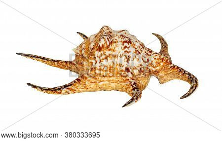 Sea Shell Isolated On A White Background. Lambis Is A Genus Of Large Sea Snails Sometimes Known As S