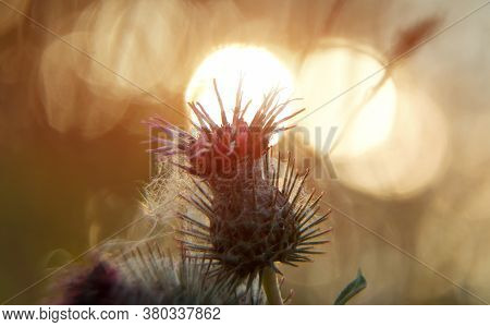 Macro Shot Of Greater Burdock On The Sunset. Arctium Lappa.