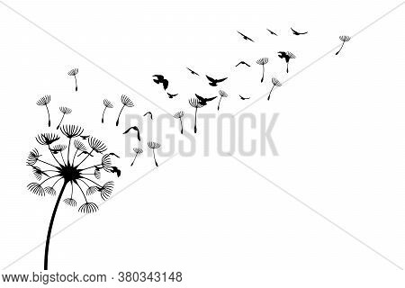Dandelion With Flying Birds And Seeds. Vector Isolated Decoration Element From Scattered Silhouettes