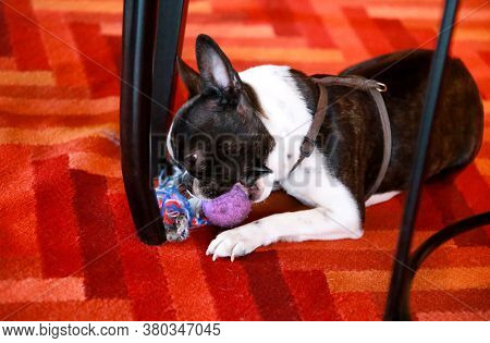 Boston Terrier Sweet Dog Breed Is Playing And Enjoys With His Favorite Toy, Violet Ball For Dogs On 