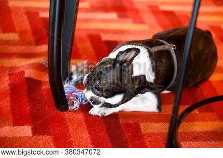 Boston Terrier Sweet Dog Breed Is Playing And Enjoys With His Favorite Toy, Violet Ball For Dogs On 