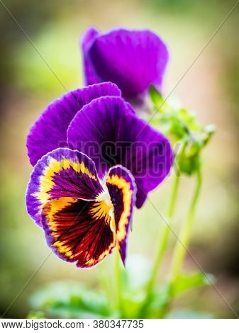 Beautiful Purple Garden Pansy (viola Wittrockiana) With Blur