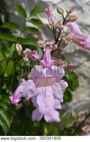 Pink Trumpet Vine - Latin Name - Podranea Ricasoliana