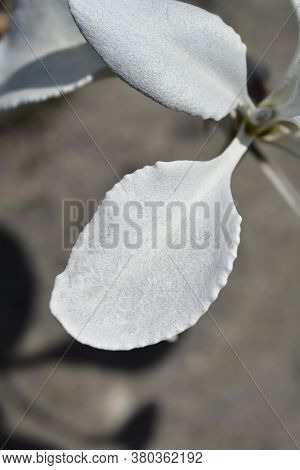 Shining-white Ragwort Angel Wings Leaves - Latin Name - Senecio Candidans Angel Wings