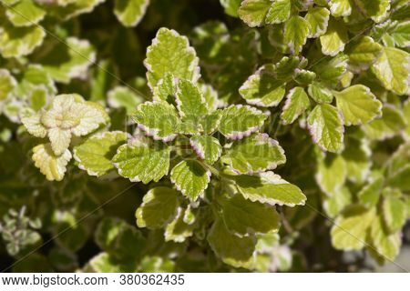 Swedish Ivy Marginatus - Latin Name - Plectranthus Forsteri Marginatus