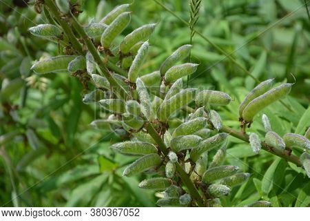 Lupine Seeds, Perennial Lupine, Lupin Seed Pods