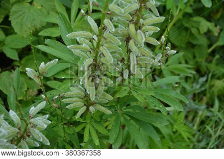 Lupine Seeds, Perennial Lupine, Lupin Seed Pods