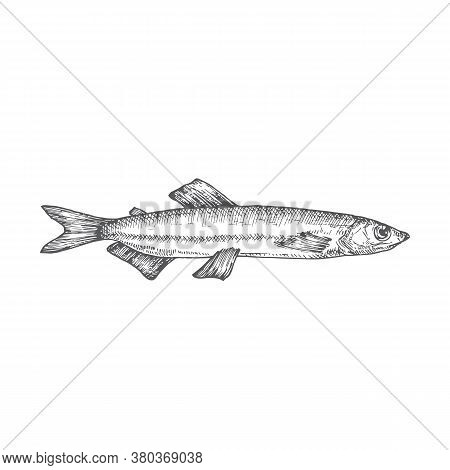 Capelin Hand Drawn Doodle Vector Illustration. Abstract Seafood Fish Sketch. Engraving Style Drawing