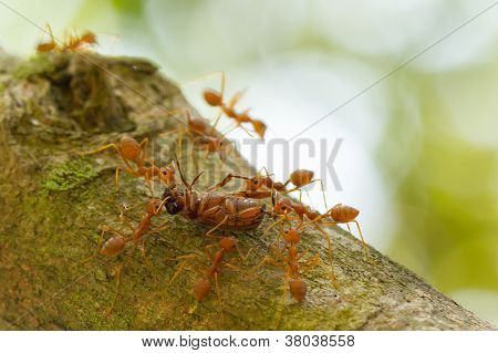 Ants In A Tree Carrying A Death Bug