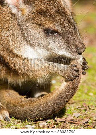 Parma Wallaby Is Cleaning It's Tail