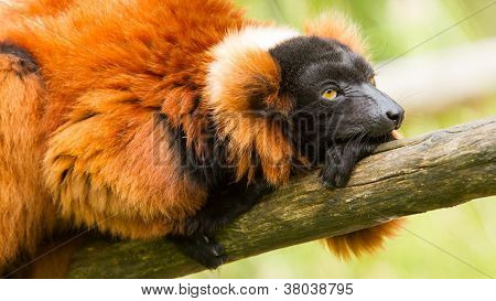 Red-bellied Lemur (eulemur Rubriventer)