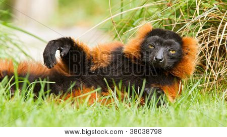 Red-bellied Lemur (eulemur Rubriventer)