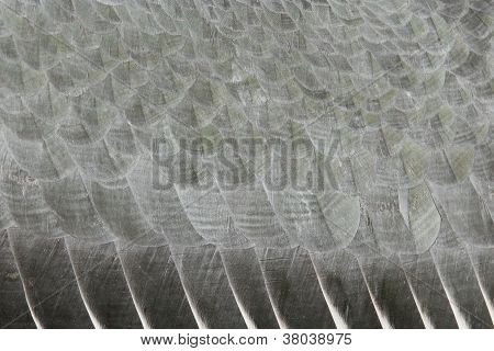 Extreme Close-up Of An Marabu