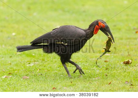 Southern Ground Hornbill (bucorvus Leadbeateri)