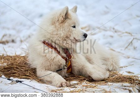 sled dog line