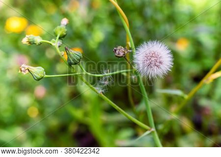 Flower Sonchus Oleraceus In The Summer Garden.