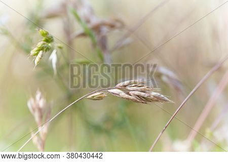 Nature Background With Wildgrass Under Sunlight. Selective Focus. Plant Background.