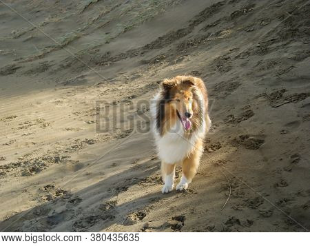 Beautiful Young Female Rough Coated Collie Dod Walking On The Sand Dunes At The Beach