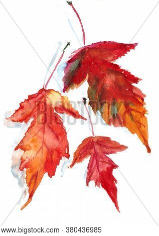 Autumn Herbarium, Yellow Red Autumn Maple Acer Ginnala Leaves On A White Background, Watercolor Patt